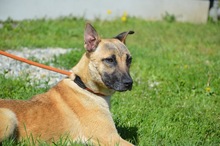 ELSA, Hund, Mischlingshund in Rumänien - Bild 3