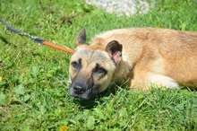 ELSA, Hund, Mischlingshund in Rumänien - Bild 5