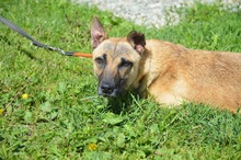 ELSA, Hund, Mischlingshund in Rumänien - Bild 6
