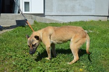 ELSA, Hund, Mischlingshund in Rumänien - Bild 7