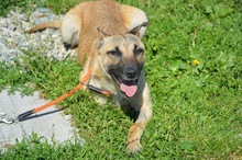 ELSA, Hund, Mischlingshund in Rumänien - Bild 8
