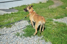 ELSA, Hund, Mischlingshund in Rumänien - Bild 9