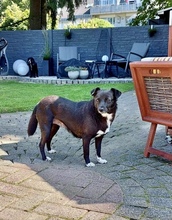 HALONA, Hund, Mischlingshund in Würselen - Bild 1