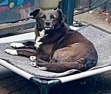 HALONA, Hund, Mischlingshund in Würselen - Bild 25