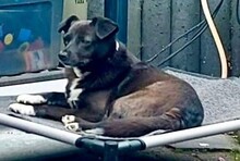 HALONA, Hund, Mischlingshund in Würselen - Bild 26