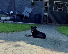 HALONA, Hund, Mischlingshund in Würselen - Bild 5