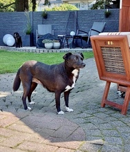 HALONA, Hund, Mischlingshund in Würselen - Bild 6