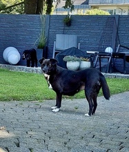 HALONA, Hund, Mischlingshund in Würselen - Bild 7