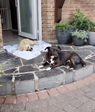 HALONA, Hund, Mischlingshund in Würselen - Bild 8