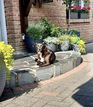 HALONA, Hund, Mischlingshund in Würselen - Bild 9