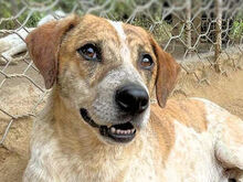 VASCO2, Hund, Mischlingshund in Italien - Bild 1