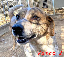 VASCO2, Hund, Mischlingshund in Italien - Bild 4