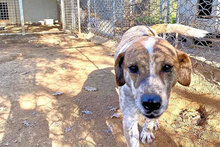 VASCO2, Hund, Mischlingshund in Italien - Bild 5