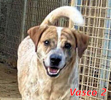 VASCO2, Hund, Mischlingshund in Italien - Bild 8