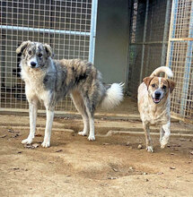 VASCO2, Hund, Mischlingshund in Italien - Bild 9