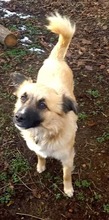 LYUBA, Hund, Mischlingshund in Bulgarien - Bild 2