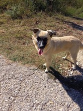 LYUBA, Hund, Mischlingshund in Bulgarien - Bild 3