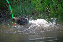 SIMBA, Hund, Perro de Agua Español in Brandenburg - Bild 7