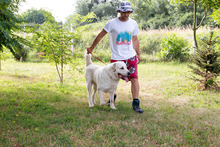 BALDOIN, Hund, Kuvasz-Herdenschutzhund-Mix in Kroatien - Bild 4