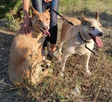 LUNA, Hund, Mischlingshund in Teisnach - Bild 3