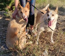 LUNA, Hund, Mischlingshund in Teisnach - Bild 5