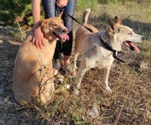 LUNA, Hund, Mischlingshund in Teisnach - Bild 7