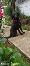 BONNY, Hund, Mischlingshund in Bosnien und Herzegowina - Bild 1