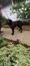 BONNY, Hund, Mischlingshund in Bosnien und Herzegowina - Bild 2