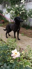 BONNY, Hund, Mischlingshund in Bosnien und Herzegowina - Bild 6