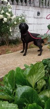 BONNY, Hund, Mischlingshund in Bosnien und Herzegowina - Bild 8