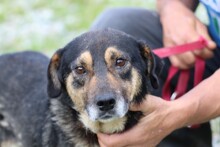 YESSY, Hund, Mischlingshund in Rumänien - Bild 1