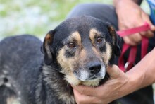 YESSY, Hund, Mischlingshund in Rumänien - Bild 2