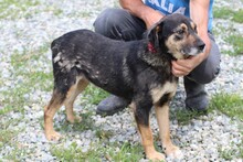 YESSY, Hund, Mischlingshund in Rumänien - Bild 3