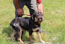 YESSY, Hund, Mischlingshund in Rumänien - Bild 4