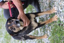 YESSY, Hund, Mischlingshund in Lohra-Reimershausen - Bild 5