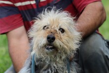 CAMILL, Hund, Bearded Collie-Mix in Rumänien - Bild 1