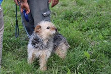 CAMILL, Hund, Bearded Collie-Mix in Rumänien - Bild 2