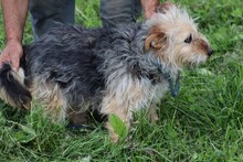 CAMILL, Hund, Bearded Collie-Mix in Rumänien - Bild 3