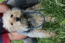 CAMILL, Hund, Bearded Collie-Mix in Rumänien - Bild 4