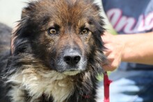 HOTAH, Hund, Collie-Mix in Rumänien - Bild 1