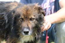 HOTAH, Hund, Collie-Mix in Rumänien - Bild 3
