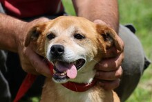 FALCO, Hund, Mischlingshund in Rumänien - Bild 1