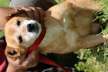 FALCO, Hund, Mischlingshund in Rumänien - Bild 2