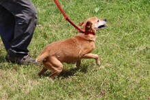 FALCO, Hund, Mischlingshund in Rumänien - Bild 4
