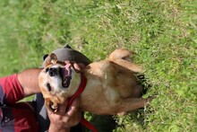 FALCO, Hund, Mischlingshund in Lohra-Reimershausen - Bild 5