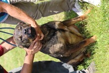 YONA, Hund, Mischlingshund in Rumänien - Bild 2