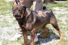 YONA, Hund, Mischlingshund in Rumänien - Bild 4