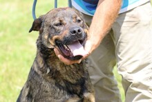 YONA, Hund, Mischlingshund in Lohra-Reimershausen - Bild 3