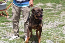 YONA, Hund, Mischlingshund in Lohra-Reimershausen - Bild 5