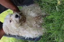 RUINDA, Hund, Bearded Collie-Mix in Rumänien - Bild 2